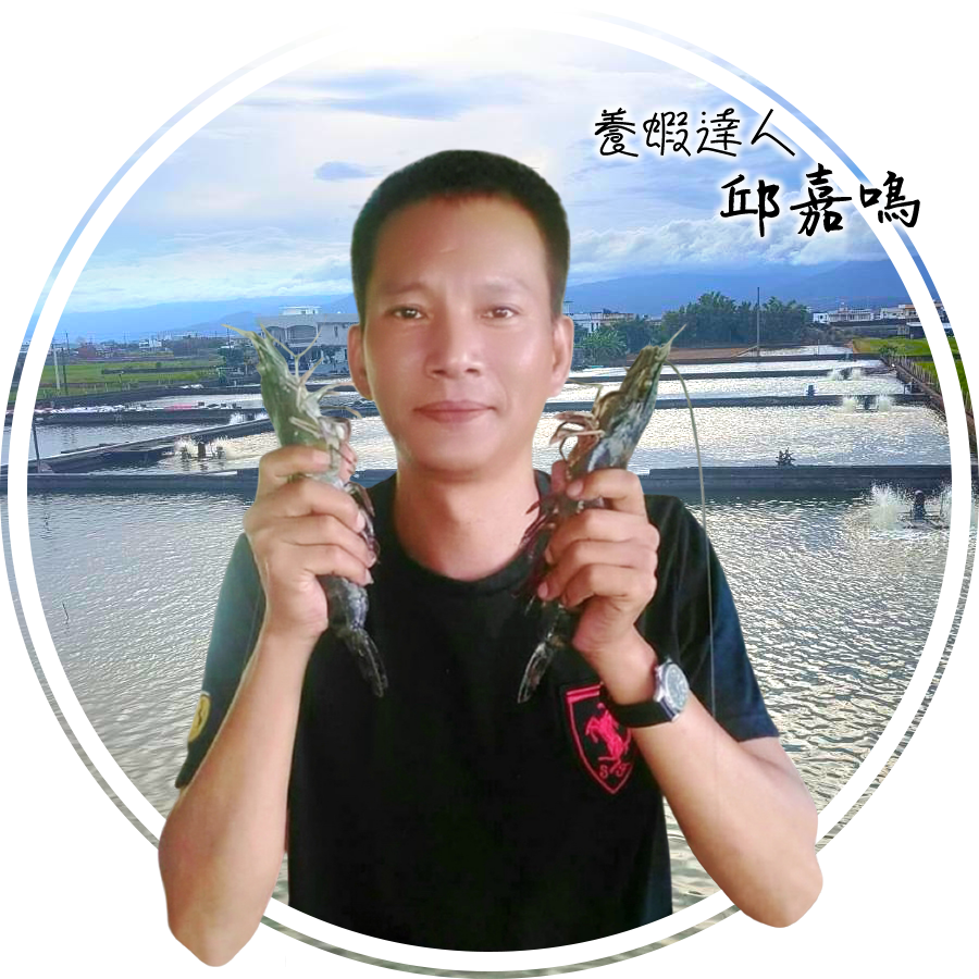 金新鮮無毒白蝦