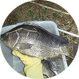 金新鮮無毒養殖金錢魚
